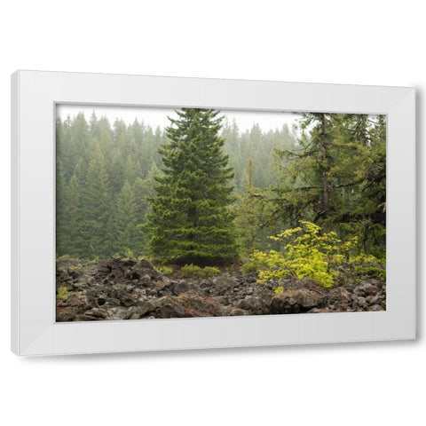 Willamette Natl Forest V White Modern Wood Framed Art Print by Berzel, Erin
