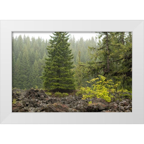 Willamette Natl Forest V White Modern Wood Framed Art Print by Berzel, Erin