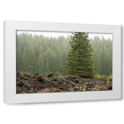 Willamette Natl Forest VI White Modern Wood Framed Art Print by Berzel, Erin
