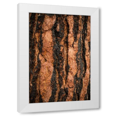 Oregon Pine I White Modern Wood Framed Art Print by Berzel, Erin