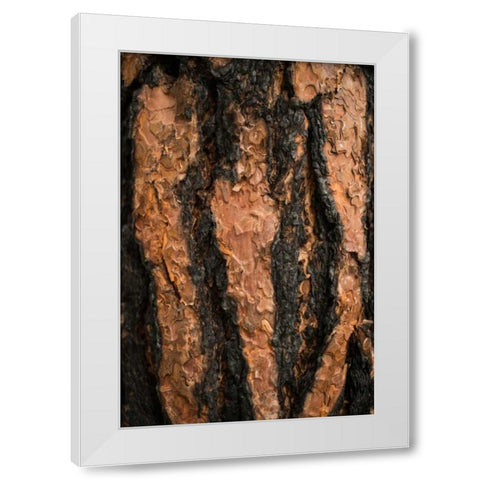 Oregon Pine II White Modern Wood Framed Art Print by Berzel, Erin