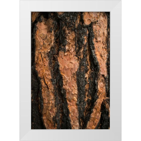 Oregon Pine II White Modern Wood Framed Art Print by Berzel, Erin