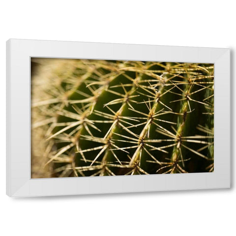 Cactus Detail I White Modern Wood Framed Art Print by Berzel, Erin