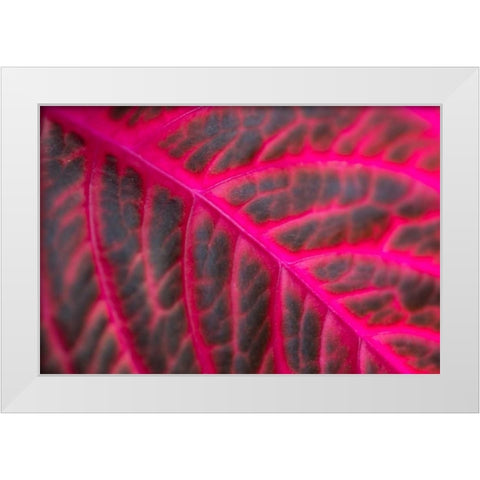 Pink Leaf II White Modern Wood Framed Art Print by Berzel, Erin
