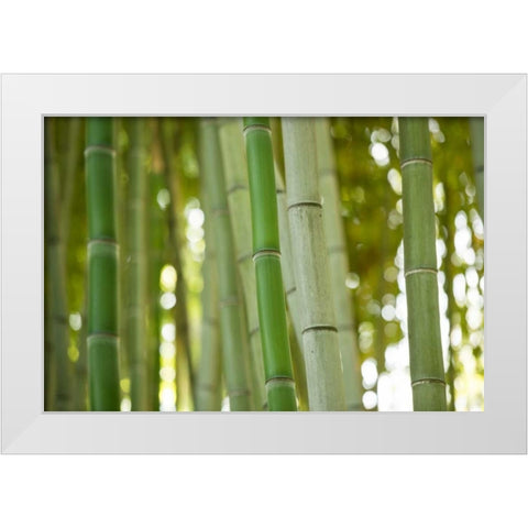 Bamboo and Bokeh I White Modern Wood Framed Art Print by Berzel, Erin