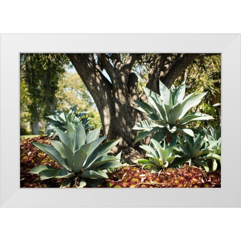 Agave I White Modern Wood Framed Art Print by Berzel, Erin