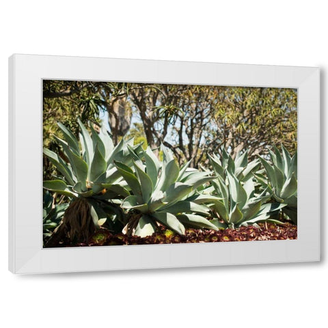 Agave II White Modern Wood Framed Art Print by Berzel, Erin