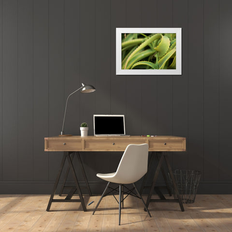 Aloe II White Modern Wood Framed Art Print by Berzel, Erin