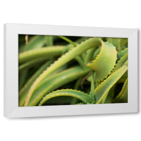 Aloe II White Modern Wood Framed Art Print by Berzel, Erin
