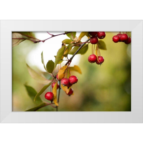 Red Berries I White Modern Wood Framed Art Print by Berzel, Erin