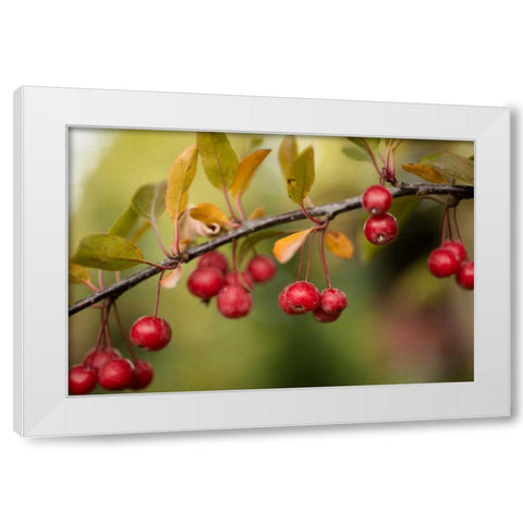 Red Berries II White Modern Wood Framed Art Print by Berzel, Erin