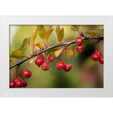 Red Berries II White Modern Wood Framed Art Print by Berzel, Erin