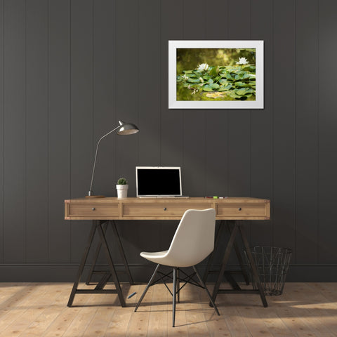 Lotus Pond II White Modern Wood Framed Art Print by Berzel, Erin