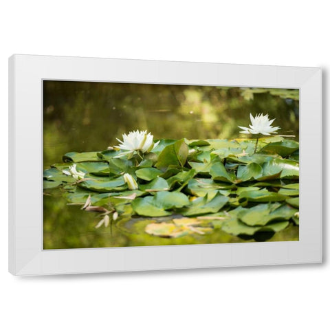 Lotus Pond II White Modern Wood Framed Art Print by Berzel, Erin