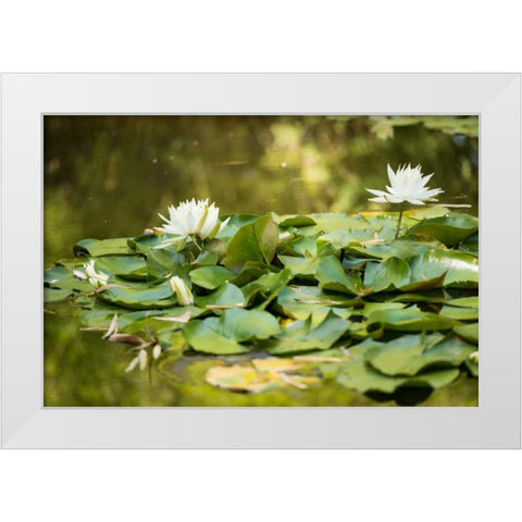 Lotus Pond II White Modern Wood Framed Art Print by Berzel, Erin