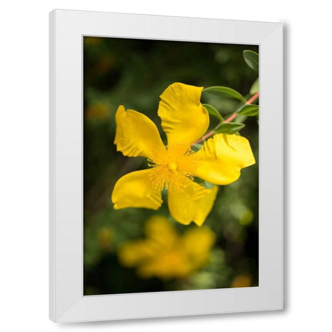 Yellow Blossom White Modern Wood Framed Art Print by Berzel, Erin