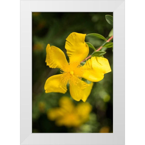 Yellow Blossom White Modern Wood Framed Art Print by Berzel, Erin