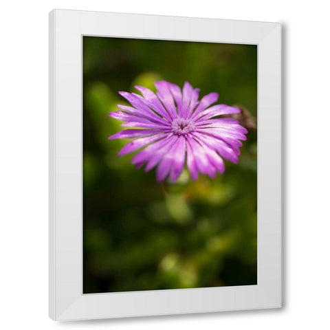Purple Blossom White Modern Wood Framed Art Print by Berzel, Erin