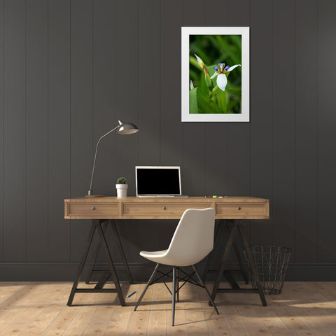 Iris in Bloom White Modern Wood Framed Art Print by Berzel, Erin