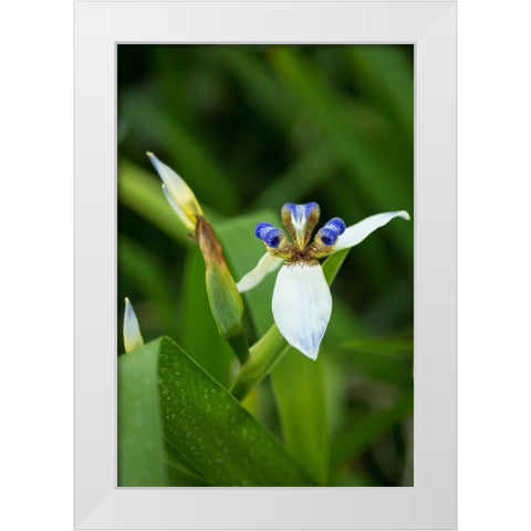 Iris in Bloom White Modern Wood Framed Art Print by Berzel, Erin