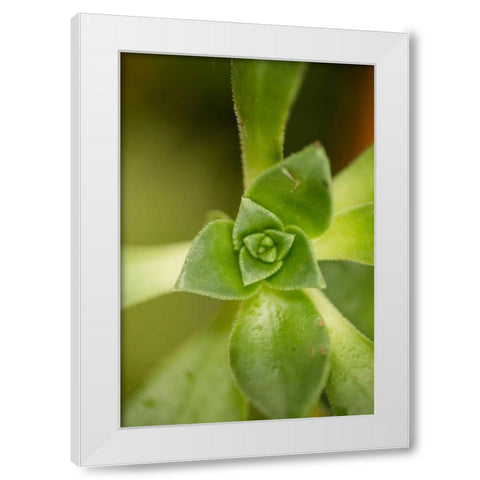 Succulent Detail I White Modern Wood Framed Art Print by Berzel, Erin