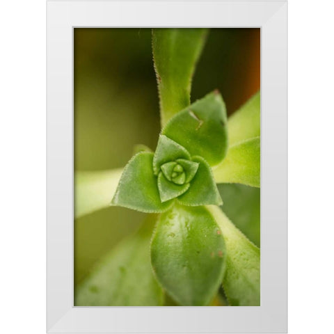 Succulent Detail I White Modern Wood Framed Art Print by Berzel, Erin