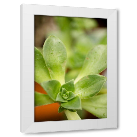 Succulent Detail II White Modern Wood Framed Art Print by Berzel, Erin