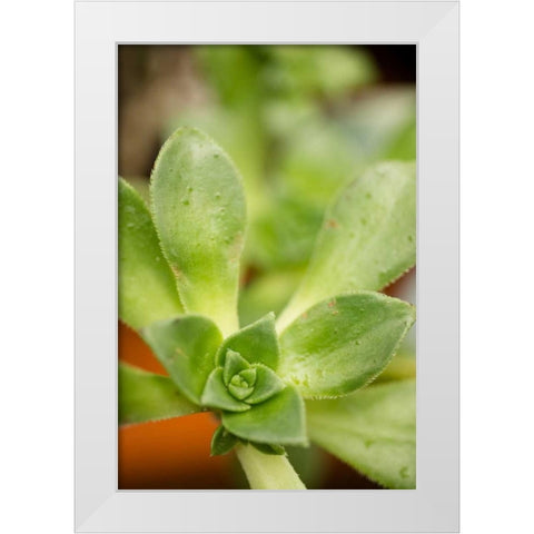 Succulent Detail II White Modern Wood Framed Art Print by Berzel, Erin