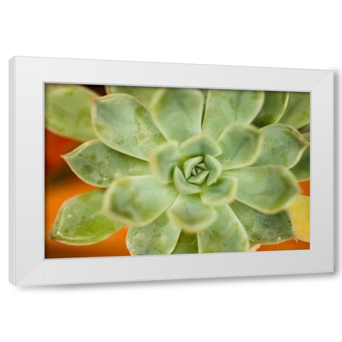 Macro Succulent I White Modern Wood Framed Art Print by Berzel, Erin
