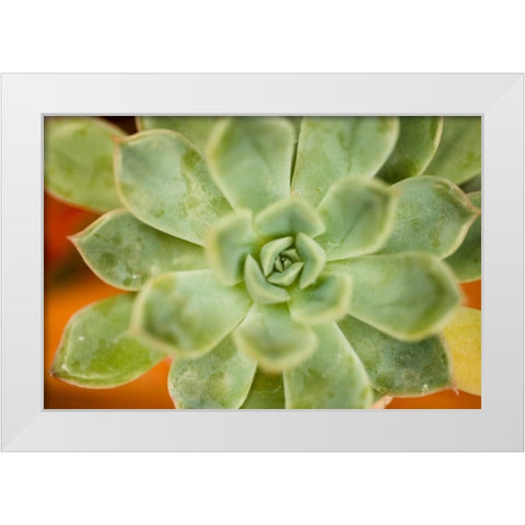 Macro Succulent I White Modern Wood Framed Art Print by Berzel, Erin