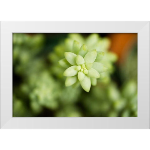 Macro Succulent II White Modern Wood Framed Art Print by Berzel, Erin