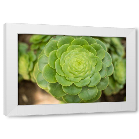 Macro Succulent III White Modern Wood Framed Art Print by Berzel, Erin