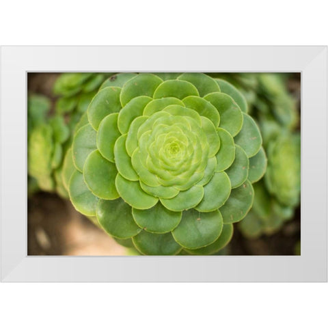 Macro Succulent III White Modern Wood Framed Art Print by Berzel, Erin