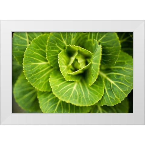 Cabbage Detail White Modern Wood Framed Art Print by Berzel, Erin