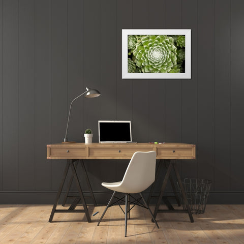Arachnoideum Succulent I White Modern Wood Framed Art Print by Berzel, Erin