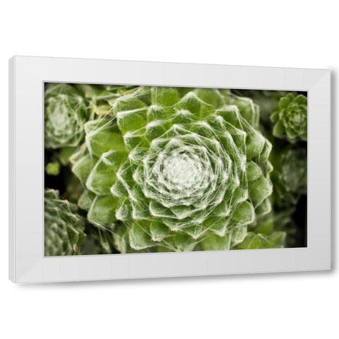 Arachnoideum Succulent I White Modern Wood Framed Art Print by Berzel, Erin