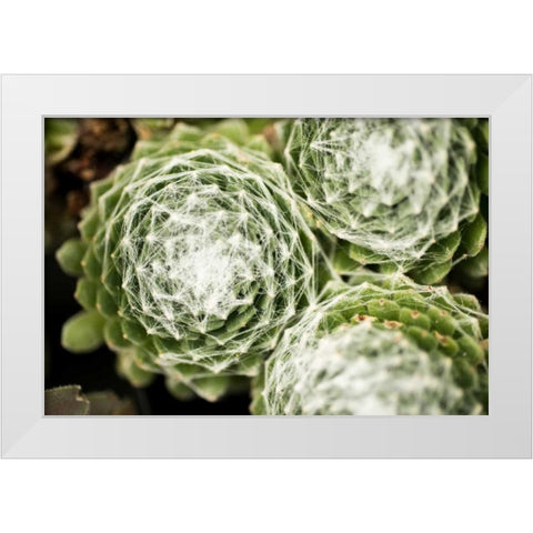 Arachnoideum Succulent II White Modern Wood Framed Art Print by Berzel, Erin