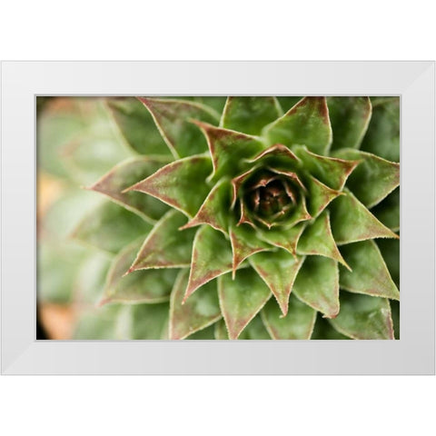 Sempervivum Succulent I White Modern Wood Framed Art Print by Berzel, Erin