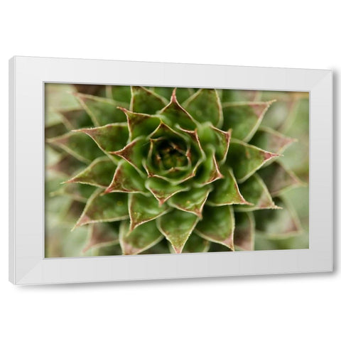 Sempervivum Succulent II White Modern Wood Framed Art Print by Berzel, Erin