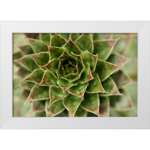 Sempervivum Succulent II White Modern Wood Framed Art Print by Berzel, Erin