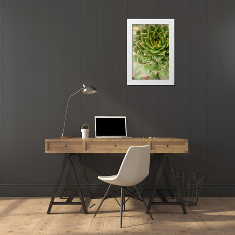 Sempervivum Succulent III White Modern Wood Framed Art Print by Berzel, Erin