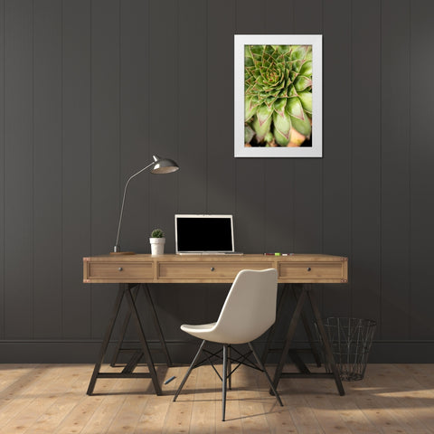 Sempervivum Succulent IV White Modern Wood Framed Art Print by Berzel, Erin