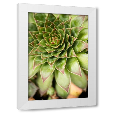 Sempervivum Succulent IV White Modern Wood Framed Art Print by Berzel, Erin