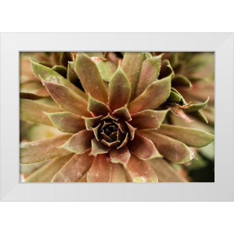 Sempervivum Royal Ruby White Modern Wood Framed Art Print by Berzel, Erin