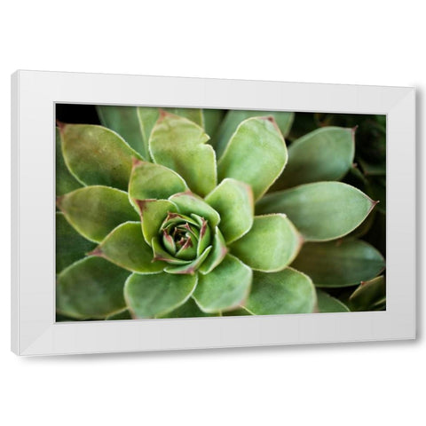 Sempervivum Rupicolum I White Modern Wood Framed Art Print by Berzel, Erin