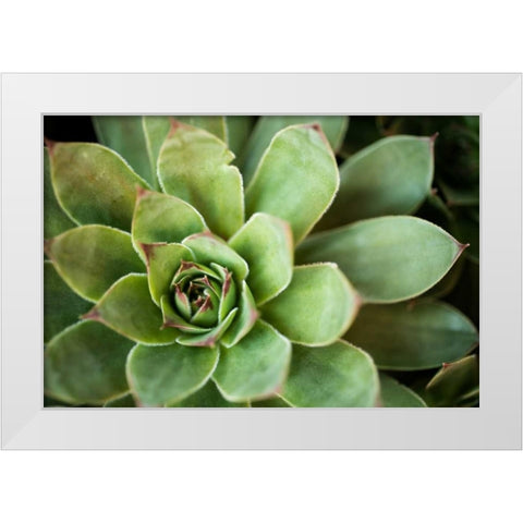 Sempervivum Rupicolum I White Modern Wood Framed Art Print by Berzel, Erin