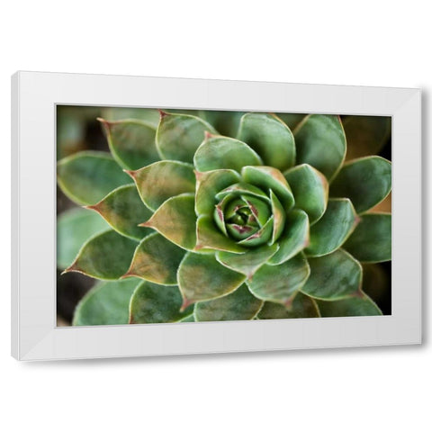 Sempervivum Rupicolum II White Modern Wood Framed Art Print by Berzel, Erin