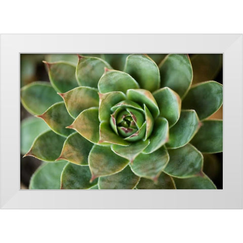 Sempervivum Rupicolum II White Modern Wood Framed Art Print by Berzel, Erin