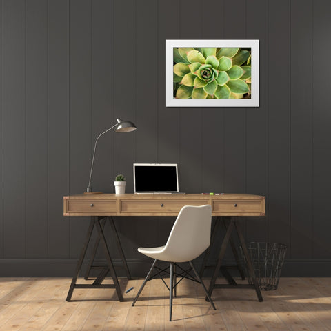 Sempervivum Rupicolum III White Modern Wood Framed Art Print by Berzel, Erin