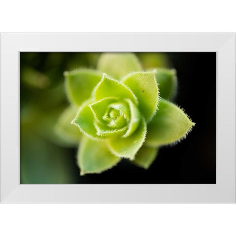 Succulent Blossom I White Modern Wood Framed Art Print by Berzel, Erin